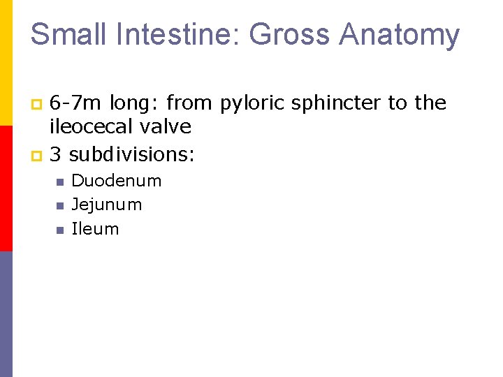 Small Intestine: Gross Anatomy 6 7 m long: from pyloric sphincter to the ileocecal Small Intestine: Gross Anatomy 6 7 m long: from pyloric sphincter to the ileocecal
