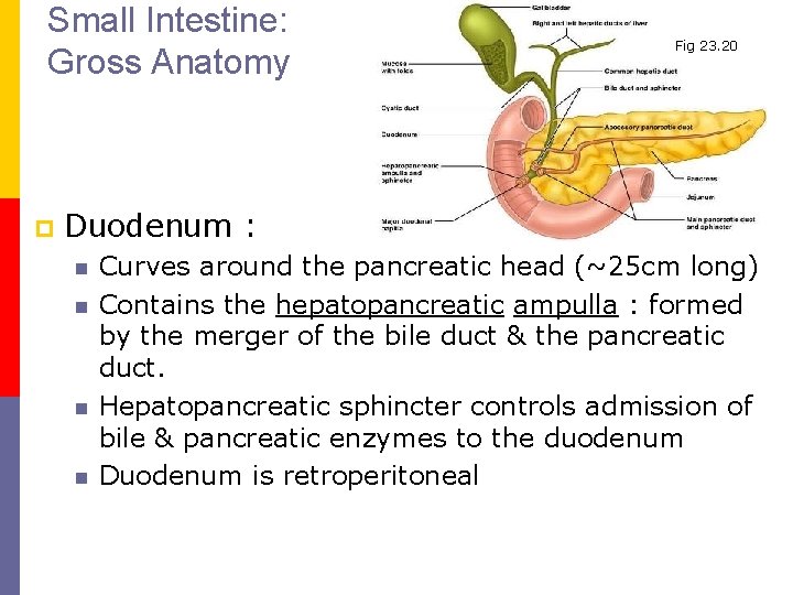 Small Intestine: Gross Anatomy p Fig 23. 20 Duodenum : n n Curves around