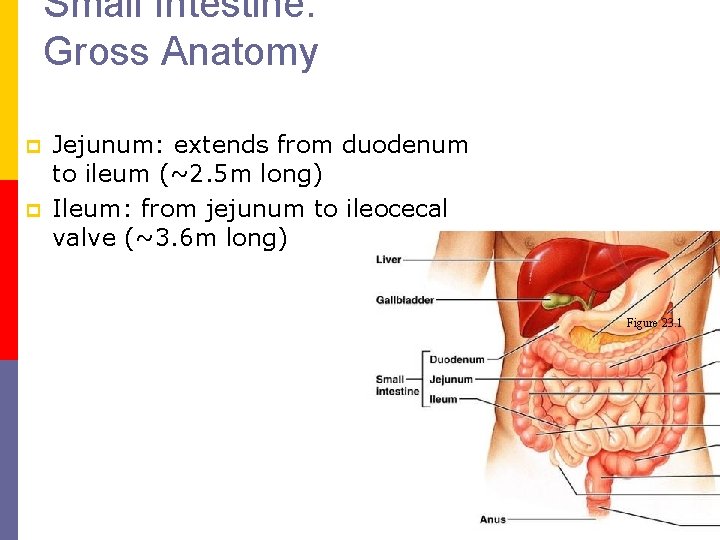 Small Intestine: Gross Anatomy p p Jejunum: extends from duodenum to ileum (~2. 5