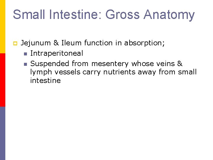Small Intestine: Gross Anatomy p Jejunum & Ileum function in absorption; n Intraperitoneal n Small Intestine: Gross Anatomy p Jejunum & Ileum function in absorption; n Intraperitoneal n