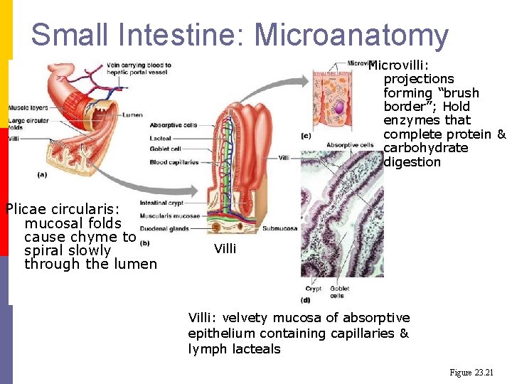 Small Intestine: Microanatomy Microvilli: projections forming “brush border”; Hold enzymes that complete protein & Small Intestine: Microanatomy Microvilli: projections forming “brush border”; Hold enzymes that complete protein &