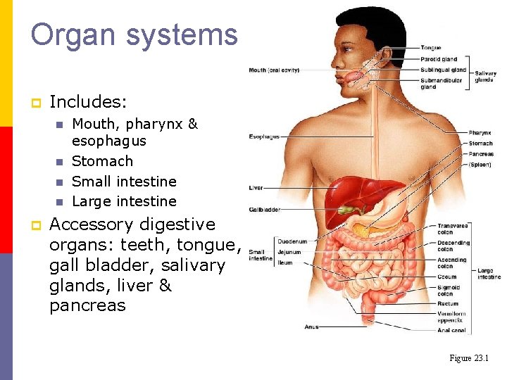 Organ systems p Includes: n n p Mouth, pharynx & esophagus Stomach Small intestine