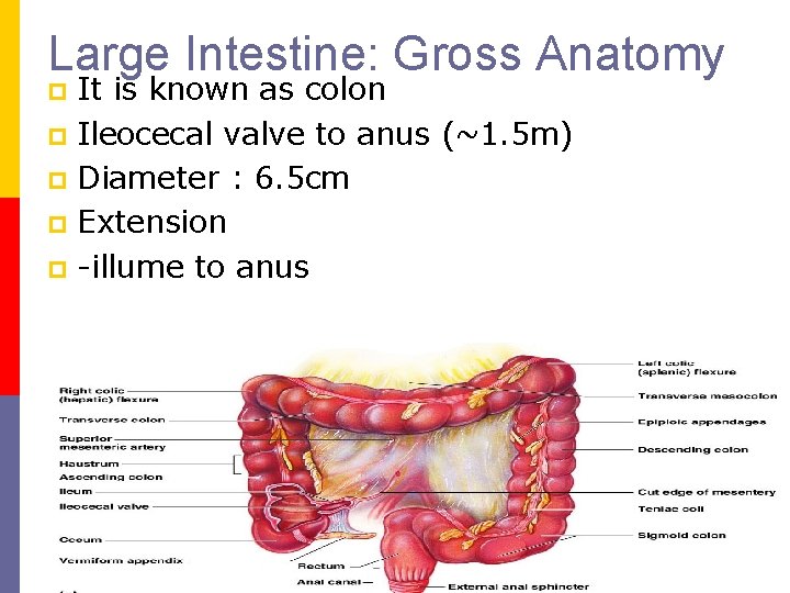 Large Intestine: Gross Anatomy It is known as colon p Ileocecal valve to anus