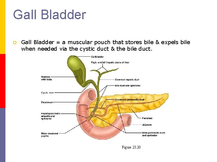 Gall Bladder p Gall Bladder = a muscular pouch that stores bile & expels Gall Bladder p Gall Bladder = a muscular pouch that stores bile & expels