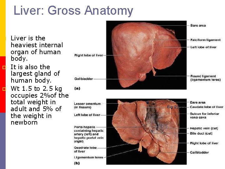 Liver: Gross Anatomy p p p Liver is the heaviest internal organ of human