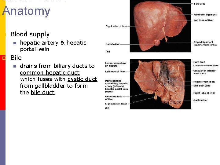 Liver: Gross Anatomy p Blood supply n p hepatic artery & hepatic portal vein