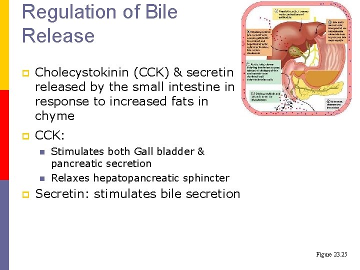 Regulation of Bile Release p p Cholecystokinin (CCK) & secretin released by the small