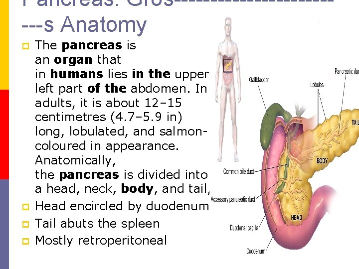 Pancreas: Gros------------s Anatomy p p The pancreas is an organ that in humans lies