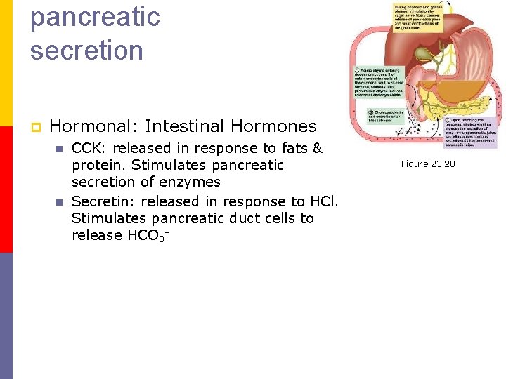 pancreatic secretion p Hormonal: Intestinal Hormones n n CCK: released in response to fats