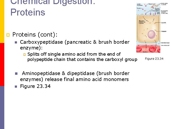 Chemical Digestion: Proteins p Proteins (cont): n Carboxypeptidase (pancreatic & brush border enzyme): p Chemical Digestion: Proteins p Proteins (cont): n Carboxypeptidase (pancreatic & brush border enzyme): p