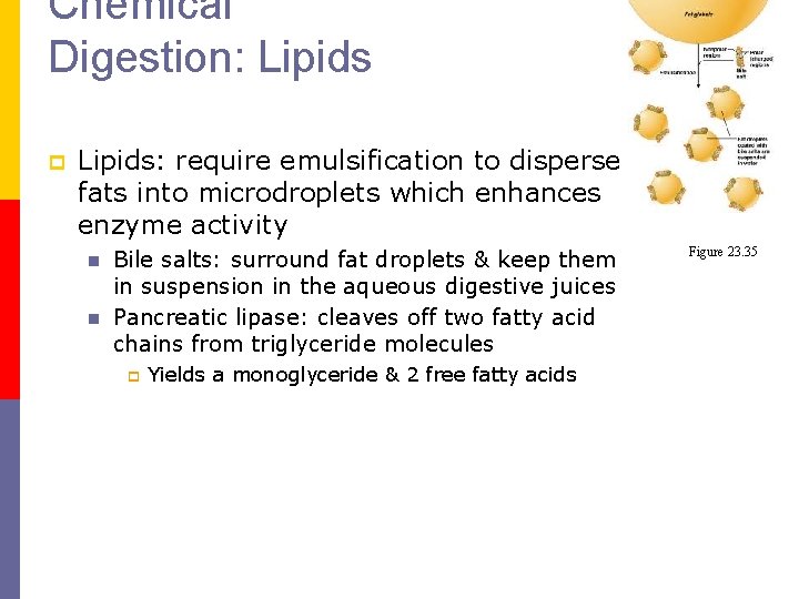 Chemical Digestion: Lipids p Lipids: require emulsification to disperse fats into microdroplets which enhances