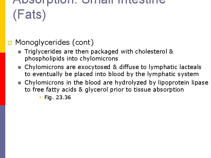 Absorption: Small Intestine (Fats) p Monoglycerides (cont) n n n Triglycerides are then packaged