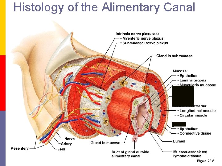 Histology of the Alimentary Canal Figure 23. 6 