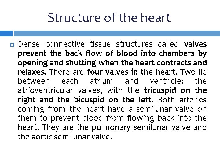 Structure of the heart Dense connective tissue structures called valves prevent the back flow
