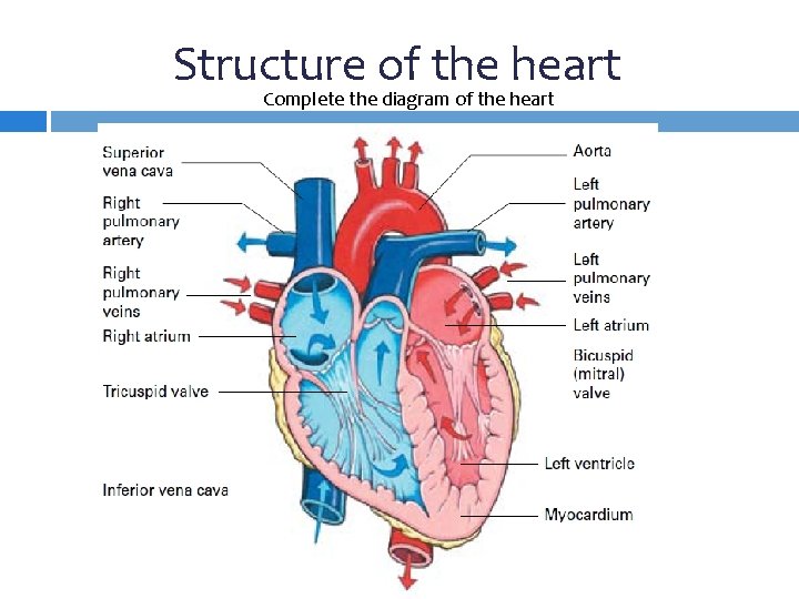 Structure of the heart Complete the diagram of the heart 