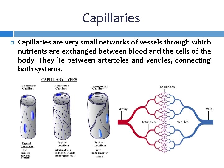 Capillaries are very small networks of vessels through which nutrients are exchanged between blood