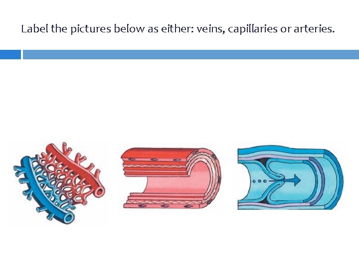 Label the pictures below as either: veins, capillaries or arteries. 