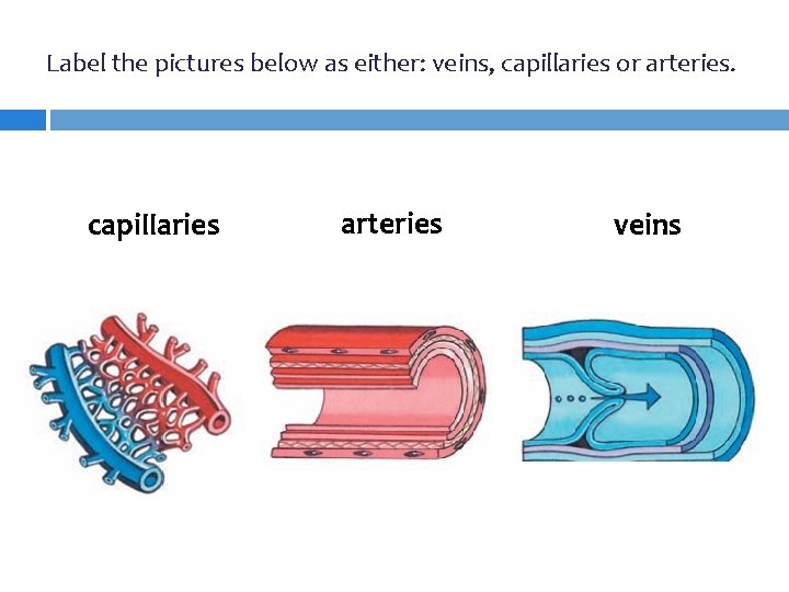 Label the pictures below as either: veins, capillaries or arteries. capillaries arteries veins 