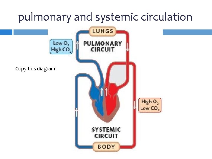 pulmonary and systemic circulation Copy this diagram 