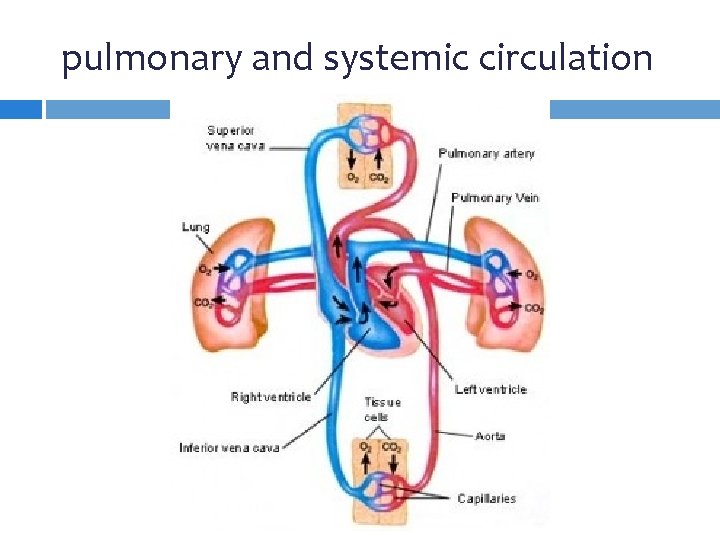 pulmonary and systemic circulation 