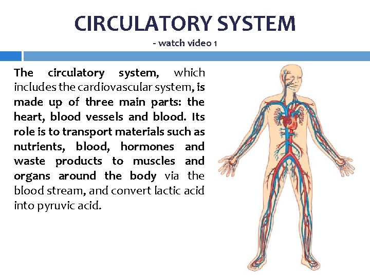 CIRCULATORY SYSTEM - watch video 1 The circulatory system, which includes the cardiovascular system,