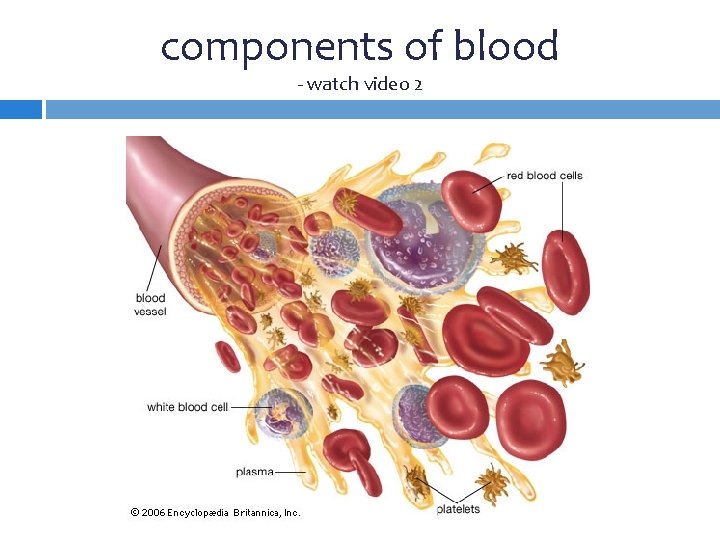 components of blood - watch video 2 