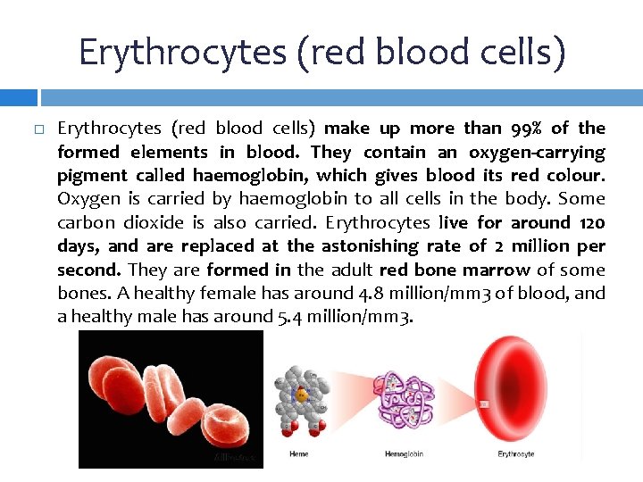 Erythrocytes (red blood cells) make up more than 99% of the formed elements in