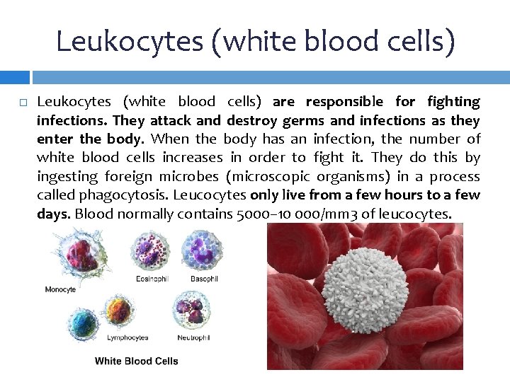 Leukocytes (white blood cells) are responsible for fighting infections. They attack and destroy germs