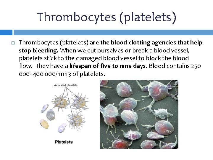 Thrombocytes (platelets) are the blood-clotting agencies that help stop bleeding. When we cut ourselves