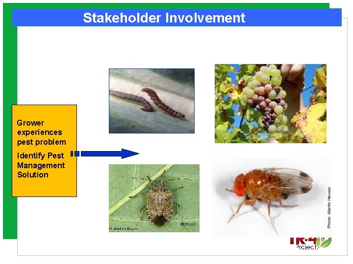 Stakeholder Involvement Grower experiences pest problem Identify Pest Management Solution 