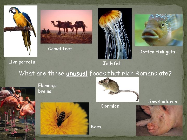 Camel feet Rotten fish guts Live parrots Jellyfish What are three unusual foods that Camel feet Rotten fish guts Live parrots Jellyfish What are three unusual foods that