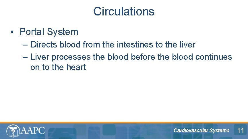 Circulations • Portal System – Directs blood from the intestines to the liver –