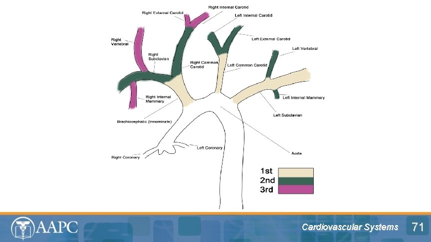 Cardiovascular Systems 71 