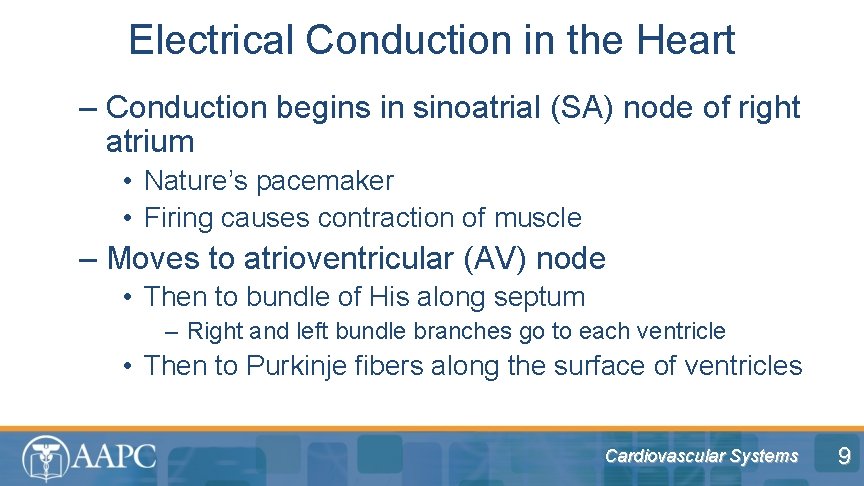 Electrical Conduction in the Heart – Conduction begins in sinoatrial (SA) node of right