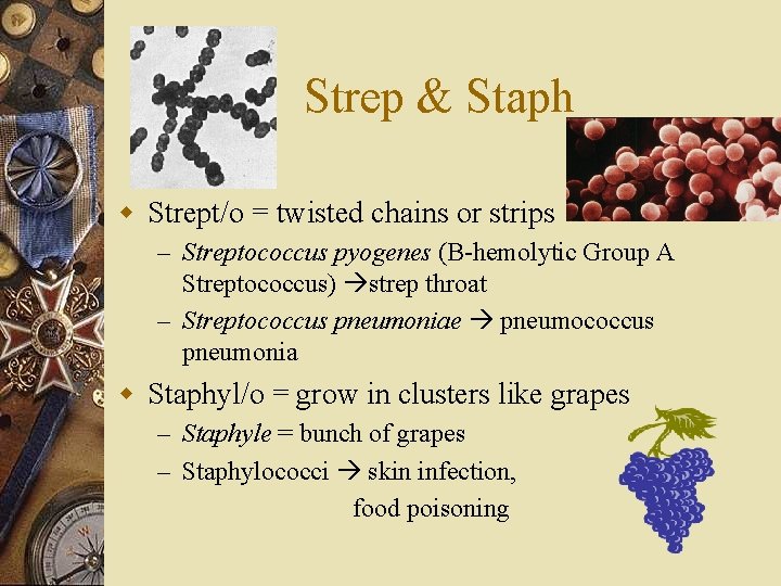 Strep & Staph w Strept/o = twisted chains or strips – Streptococcus pyogenes (B-hemolytic