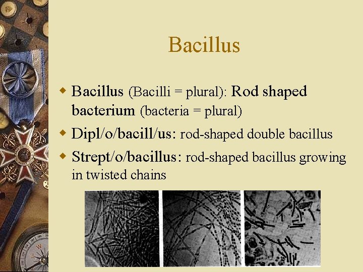 Bacillus w Bacillus (Bacilli = plural): Rod shaped bacterium (bacteria = plural) w Dipl/o/bacill/us: