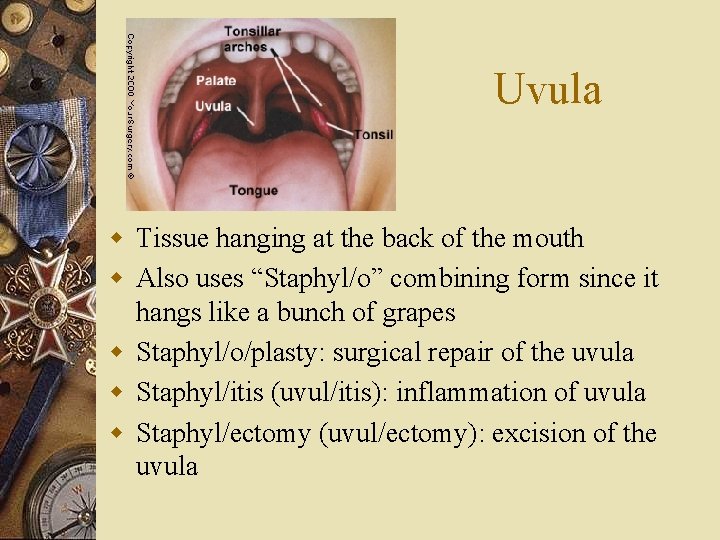 Uvula w Tissue hanging at the back of the mouth w Also uses “Staphyl/o”