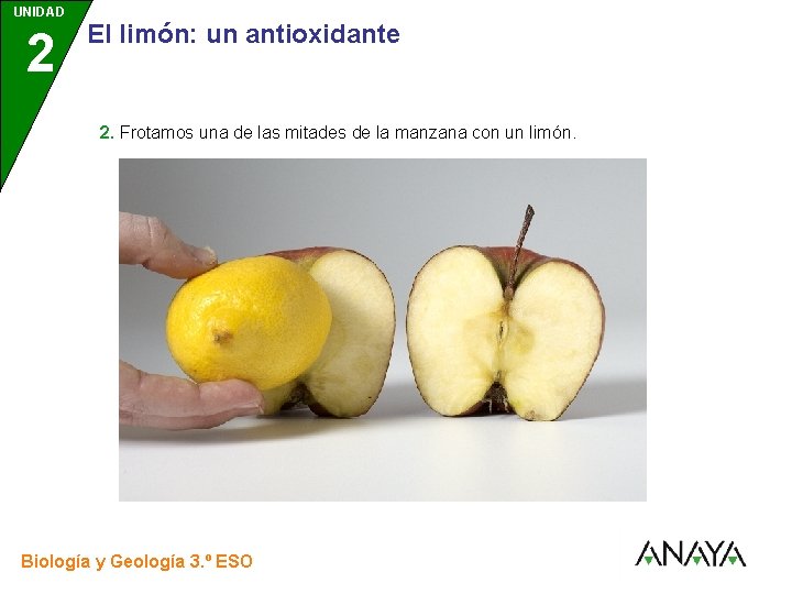 UNIDAD 2 3 El limón: un antioxidante 2. Frotamos una de las mitades de