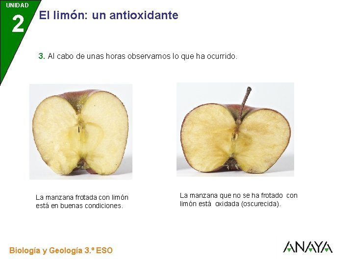 UNIDAD 2 3 El limón: un antioxidante 3. Al cabo de unas horas observamos
