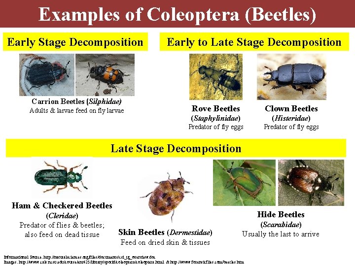 Examples of Coleoptera (Beetles) Early Stage Decomposition Carrion Beetles (Silphidae) Adults & larvae feed