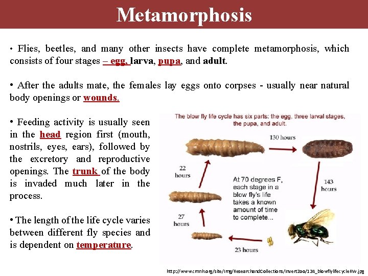 Metamorphosis • Flies, beetles, and many other insects have complete metamorphosis, which consists of