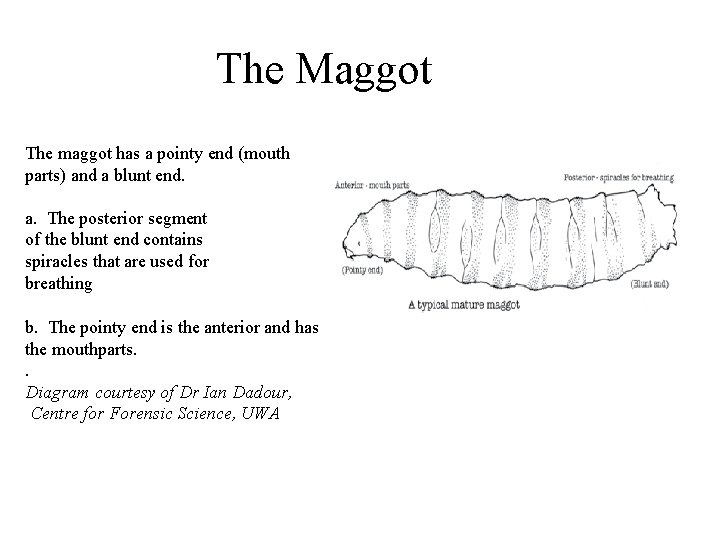 The Maggot The maggot has a pointy end (mouth parts) and a blunt end.