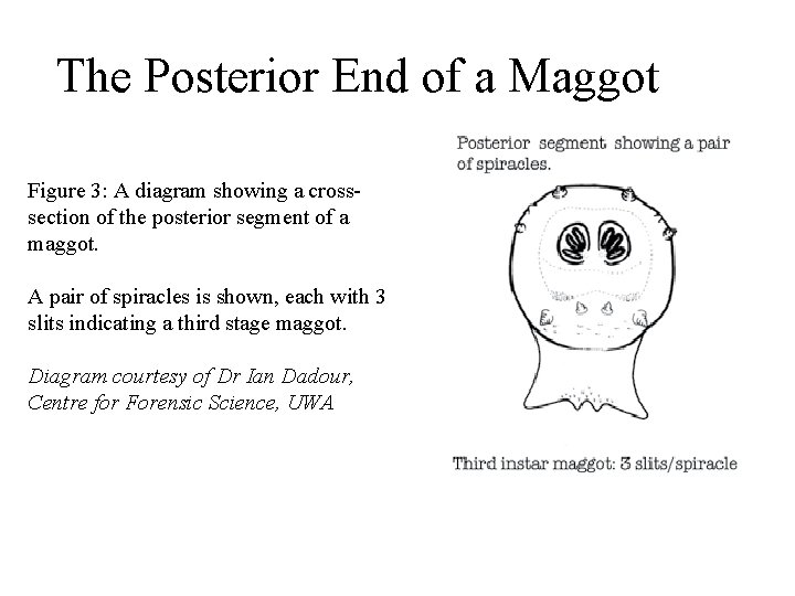 The Posterior End of a Maggot Figure 3: A diagram showing a crosssection of