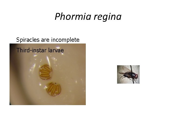 Phormia regina Spiracles are incomplete Third-instar larvae 