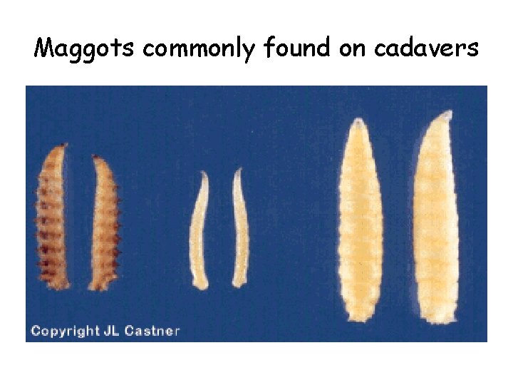 Maggots commonly found on cadavers 