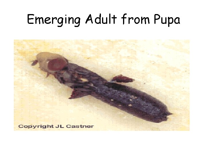 Emerging Adult from Pupa 