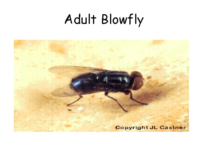 Adult Blowfly 