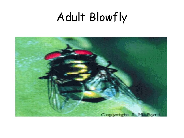 Adult Blowfly 