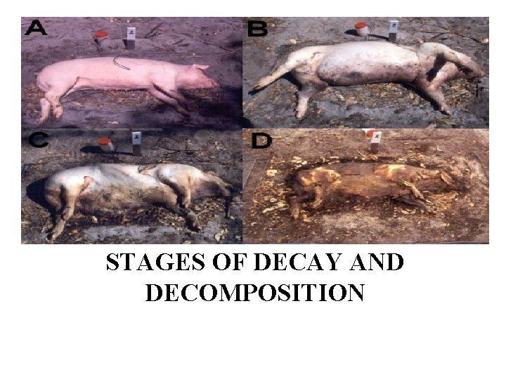 STAGES OF DECAY AND DECOMPOSITION 