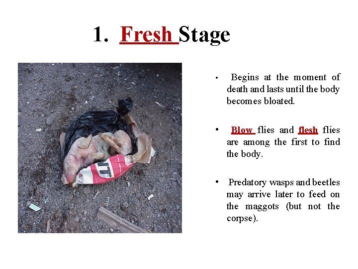 1. Fresh Stage • Begins at the moment of death and lasts until the